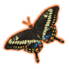 emperorswallowtail.png