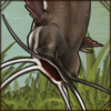 Slippery, wiggly, and prone to smack you in the face, this catfish is quite the rowdy companion.