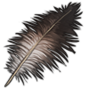 feather_ostrich.png