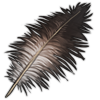 Ostrich Feather