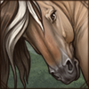 Originating from Norway, this hardy equine is one of the world's oldest and purest breeds.