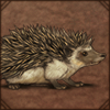 Four-Toed Hedgehog