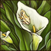 Arum Lily Frog