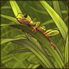 froggos_commonreed.png