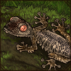 This gecko has mastered the art of camouflage. Its unusual appearance blends in perfectly with tree bark or mossy rocks. If you adopt one, be sure to keep an eye on it!