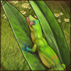 If you provide fresh insects and flower nectar, this tiny gecko will follow you everywhere.