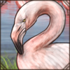 Greater Flamingo