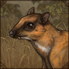 greatermousedeer.png