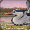 This big bird can adapt to many different habitats and climates, able to migrate between Africa, Europe and Asia.