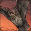 Hairy Slit-Faced Bat