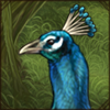 indianpeafowl.png