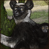 Critically endangered due to hunting and environmental factors, this unique lemur is sacred to the people of Madagascar.