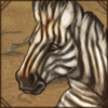Injured Zebra Foal