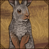 Jameson's Red Rock Hare