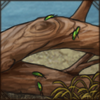 This branch is the perfect environment for the jewel beetles to nest!