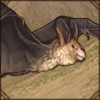 These large bats can and will eat fish, frogs, locust and even other bats.
