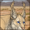 Maybe the longer hair on your ears will help with the bugs? Or maybe you want to look like a lynx?