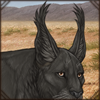 Maybe the longer hair on your ears will help with the bugs? Or maybe you want to look like a lynx?