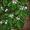 The scent of these small, star-shaped flowers is irresistible. Now you can now decorate your den with them. This evergreen plant will make your den look fabulous all year round.
