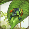 The unusual and vibrant colours are lovely to look at, but if you adopt this frog, remember to keep your distance.