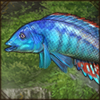 Blue and enchanting to watch in the water, this fish is no pushover when it comes to food. It hunts in the water for prey just as a lion does on land.