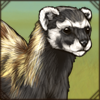 marbledpolecat.png