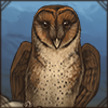 Melanistic Barn Owl