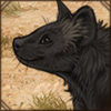 A little black bundle of cuteness and joy! And a lot of needle-sharp teeth that like to nip at your paws when you're not looking...