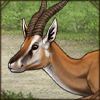 This timid friend has come to seek your protection. Don't eat this sweet gazelle, lion!