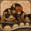 A friendly noodle looking for shelter from the fires. How can you say no?