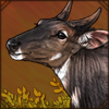 nilgai.png