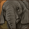 Orphaned Elephant Calf