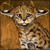 Orphaned Serval Kitten