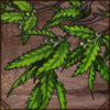 Just like poison ivy, this is one plant that you don't want to touch unless you like itchy skin.