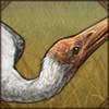 paintedstork.png