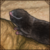 Also known as Middle East Blind Mole-rats, these rodents help humans in battling cancer or dig up buried artifacts.