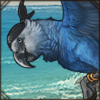 This rare parrot only talks in pirate-speak. Guess you'd better brush up on your 'aargh, mateys!'