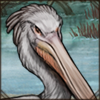 You can find this bird near swamps and lakes. If you have some fish, it may join you on your travels.