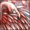Preening Flamingo