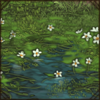 Pond Water-Crowfoot