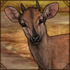 Red Forest Duiker