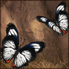 Red Spotted Diadem Butterfly [2]