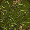 Reed Canary Grass [1]