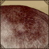 Event Scar: Ripped Fur