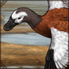 South African Shelduck