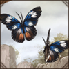 Scarce Blue Diadem Butterfly [2]