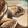 seaturtle.png