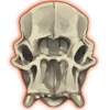 Elephant Calf Skull
