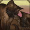 Aww! Look at these tiny, adorable Tonkinese kittens!