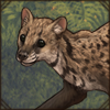 [GE - Myanmar] Small Indian Civet